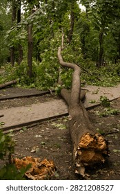 Broken tree lying on the ground in an urban park after strong wind. A cracked trunk with a splintered section in the foreground, branches and foliage scattered around. A cobblestone path is partially blocked by the fallen trunk. Signs of severe weather in an urban environment, natural damage and scattered debris. Soft daylight, documentary style with focus on destruction and wood texture.