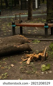 Broken tree lying on the ground in an urban park after strong wind. A cracked trunk with a splintered section in the foreground, branches and foliage scattered around. A cobblestone path is partially blocked by the fallen trunk. Signs of severe weather in an urban environment, natural damage and scattered debris. Soft daylight, documentary style with focus on destruction and wood texture.