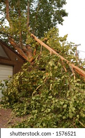 Broken Tree On Power Lines, St. Louis, Missouri