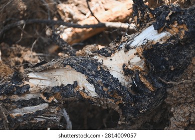 Broken tree root exposed in the soil.