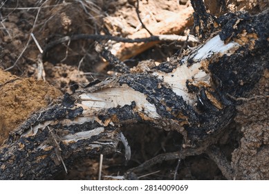 Broken tree root exposed in the soil.