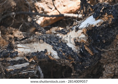 Broken tree root exposed in the soil.