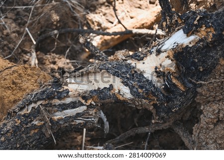 Broken tree root exposed in the soil.