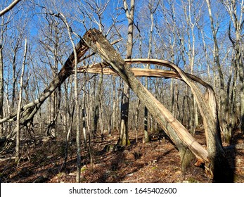 Broken Tree From Severe Windstorm.