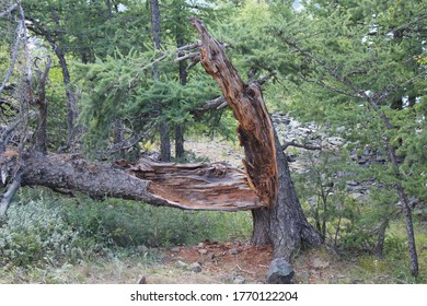 Broken tree. There was lightning in the tree.