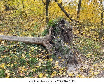 Broken tree with torn out root on ground. Storm damage trees in park. Consequences of strong wind. - Shutterstock ID 2080967011