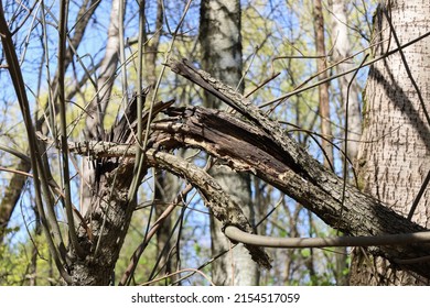 Broken Tree Trunk After By The Wind In The Forest. Consequences Of A Storm Or Hurricane. Damage After Windstorm In The Park.