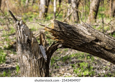 Broken tree trunk after by the wind in the forest. Consequences of a storm or hurricane. Damage after windstorm in the park