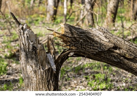 Broken tree trunk after by the wind in the forest. Consequences of a storm or hurricane. Damage after windstorm in the park