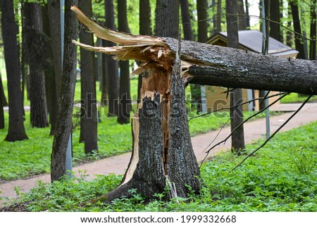 Broken tree trunk after thunderstorm hurricane in the park