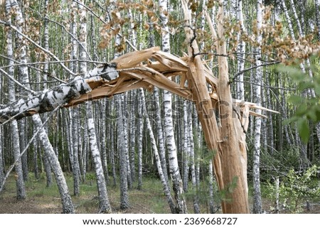 A broken tree trunk in the forest after a strong hurricane wind. The consequences of the hurricane are broken and uprooted trees The natural disaster caused strong winds to break trees in the forest.
