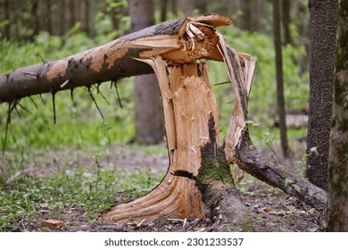 Broken tree trunk in the forest. Fallen pine tree.