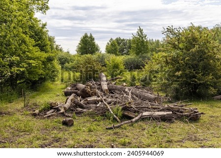 Broken tree trunk. Heap with cut down trees. Tree sawdust. Cleaning dry woods or dry branches.  