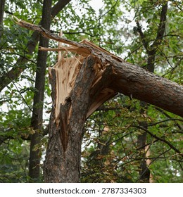 A broken tree trunk with a jagged edge in a dense forest. Green leaves surround the area, indicating a lush environment