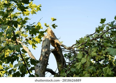 Broken tree trunk and snapped branch under blue sky