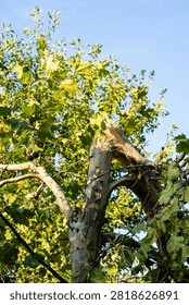 Broken tree trunk and snapped branch under blue sky