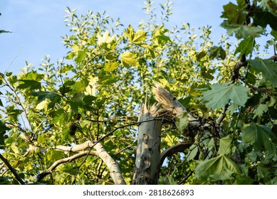 Broken tree trunk and snapped branch under blue sky