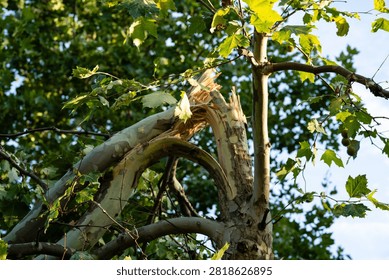 Broken tree trunk and snapped branch under blue sky