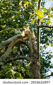Broken tree trunk and snapped branch under blue sky