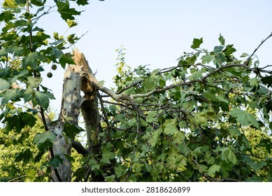 Broken tree trunk and snapped branch under blue sky