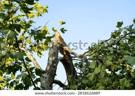 Broken tree trunk and snapped branch under blue sky