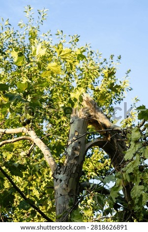 Broken tree trunk and snapped branch under blue sky