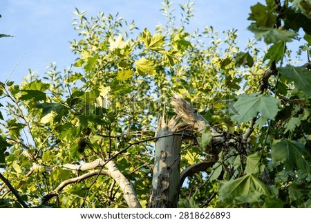 Broken tree trunk and snapped branch under blue sky