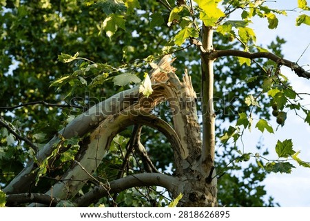 Broken tree trunk and snapped branch under blue sky