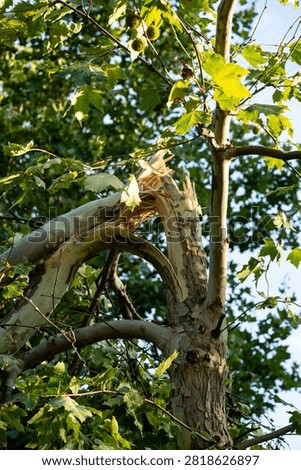 Broken tree trunk and snapped branch under blue sky
