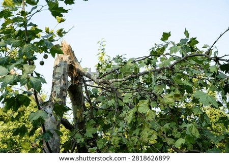 Broken tree trunk and snapped branch under blue sky