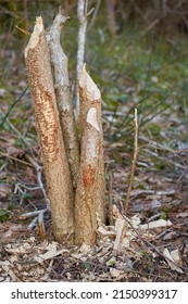 Broken Tree Trunk With Traces Of Beaver Teeth, Vertical 