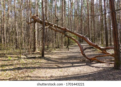 Broken tree trunk in the woods. fallen trees