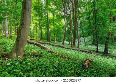 Broken Tree Trunks And A Carpet Of Wide Garlic In Mecsek Forest Near Pécs In Hungary