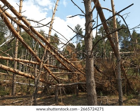 broken trees, after the storm, fallen forest, broken pines, bad weather, cataclysm, destroyed, consequences of bad weather, strong wind