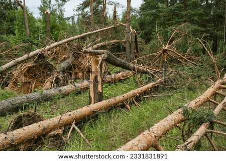 Broken trees in the forest. Storm damage. Forest with fallen trees in the wake of a strong storm. Selective focus.