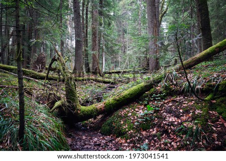Broken trees in pine rainforest on Tara mountain in Serbia. Beatutiful pine forest on Tara mountain