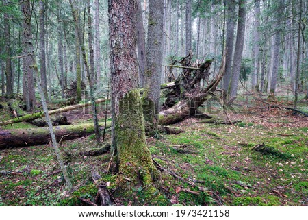 Broken trees in pine rainforest on Tara mountain in Serbia. Beatutiful pine forest on Tara mountain
