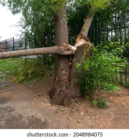 Broken trunk of an old willow	