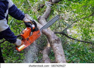 Broken the trunk tree after a hurricane of man is cutting a tree with a chainsaw - Shutterstock ID 1837429627