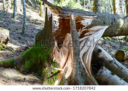 Broken, uprooted, fallen tree from storm damage and high winds.