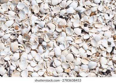 Broken white shells on beach background texture