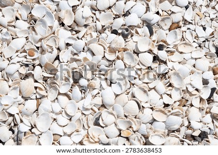 Broken white shells on beach background texture