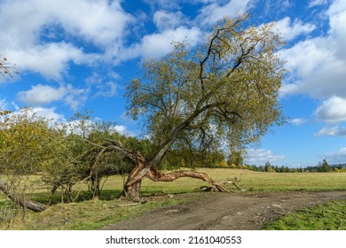 Broken Willow Tree Next To Muddy Path In Sunny Day