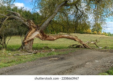 Broken Willow Tree Next To Muddy Path