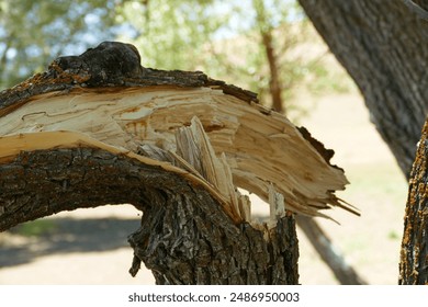 Broken willow trees, broken and fallen trees as a result of wind and storm