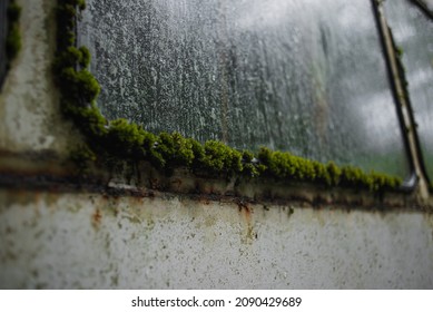 broken window of an old rusty school bus covered in moss, wet after rain