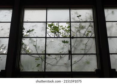 Broken windows and fig tree branches. Fragments of nature.