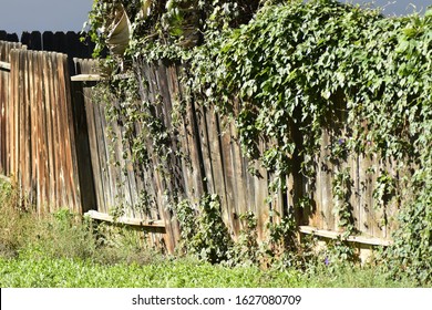 Broken Wood Fence With Vines Over Growing On Fence 