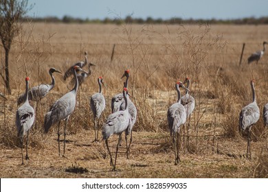 Brolgas In The Australian Outback