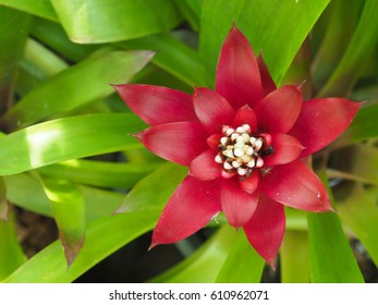 bromeliad